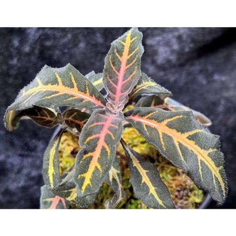 Aphelandra maculata Madre de Dios [LA1017-02]