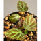 Begonia sp . from Sumpur [TK031117]