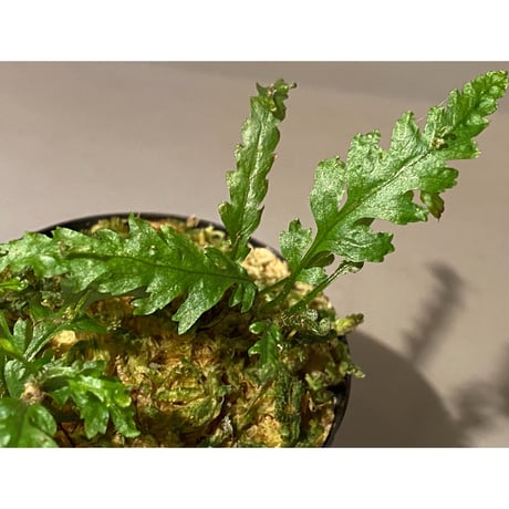Microsorum sp. Short Dragon Tail