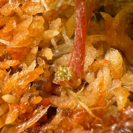Begonia Nahangensis from Na Hang [YH1117] TK