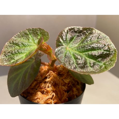 Begonia sp. from Manaus
