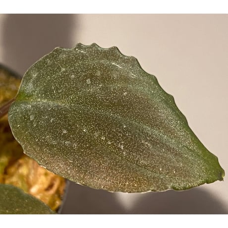 Homalomena sp. Red "Sabah-6" [R0515-03a]