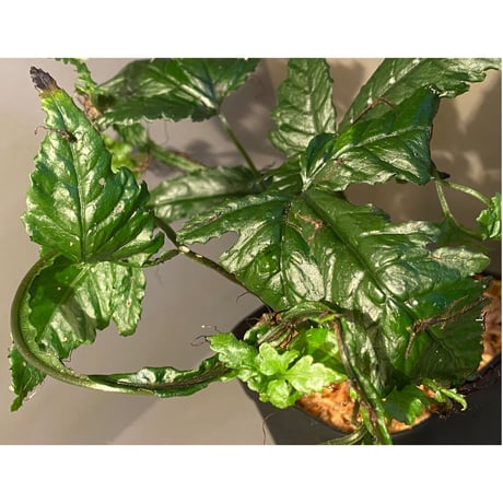 (大株) Bolbitis sp. from Siberut [LA]