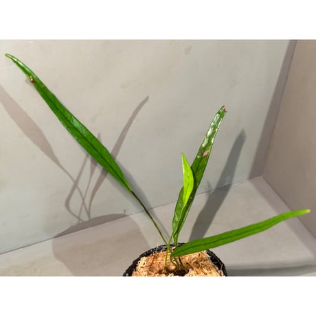 Microsorum sp. 'Type A' from Aceh sumatera