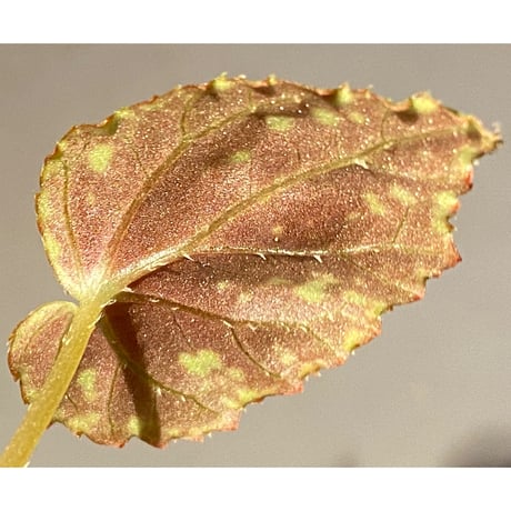 Begonia sp. from North Toraja [S0919-06] 伊藤蟻植物農園