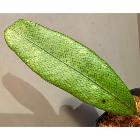 Selliguea sp. from Central Papua
