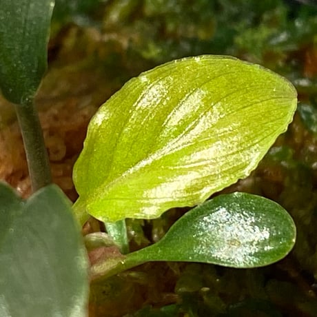 Homalomena sp. "Red" from Bogor