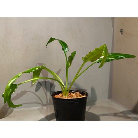 Cryptocoryne ideii from Kualakuyan Kalimantan [出射氏] Natura
