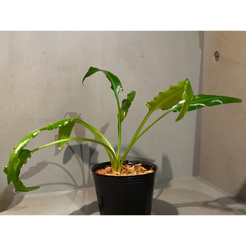 Cryptocoryne grabowskii \"Queen Bee\"クリプト クリプトコリネ ヒュードロイ Bengkayang Kalimantan産 2025(水中葉