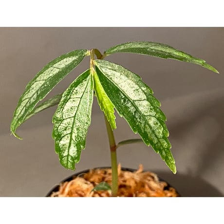 Elatostema sp. from Quezon, Luzon, Philippines