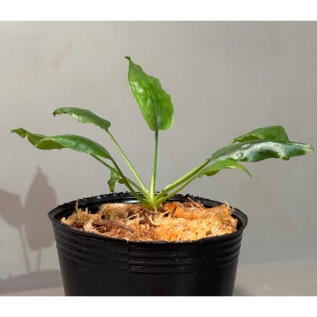 Cryptocoryne nurii "Lga-1" Pulau Lingga [HW0622-06]