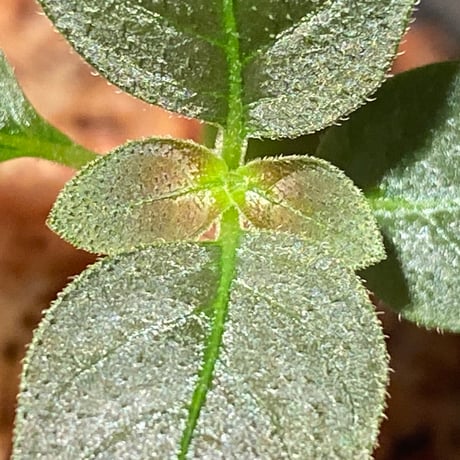 Ophiorrhiza sp. from Papua Barat[LA0319-01]
