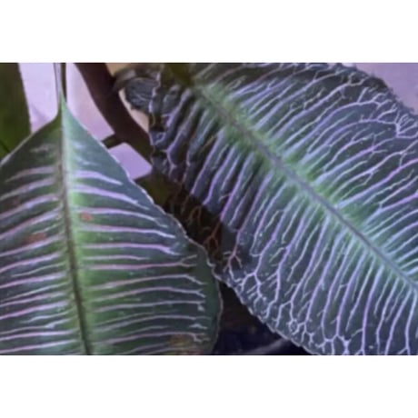 Ardisia sp. from Perlis Malaysia