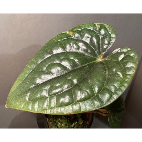 Anthurium luxurians