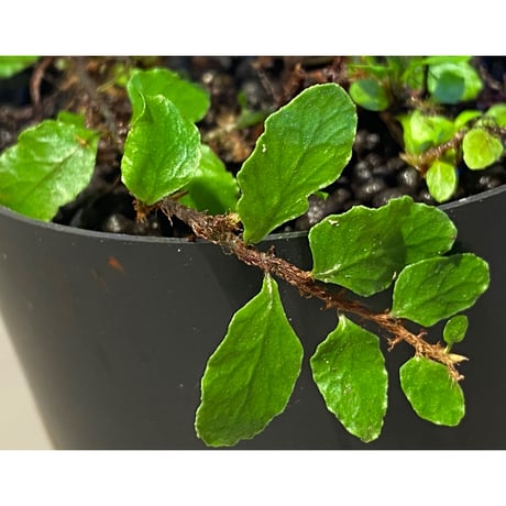 Microgramma heterophylla 伊藤蟻植物農園