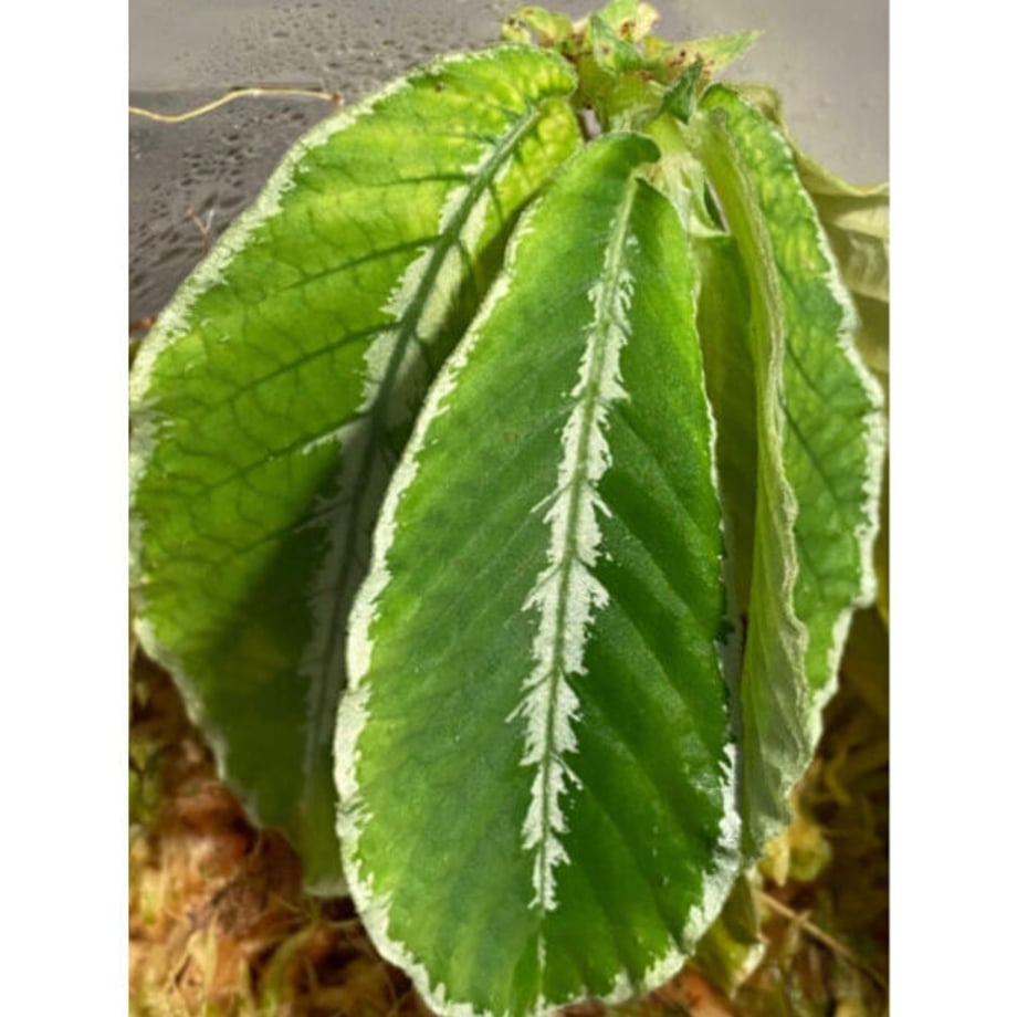 625eb4e7b2f365453c53b4d8