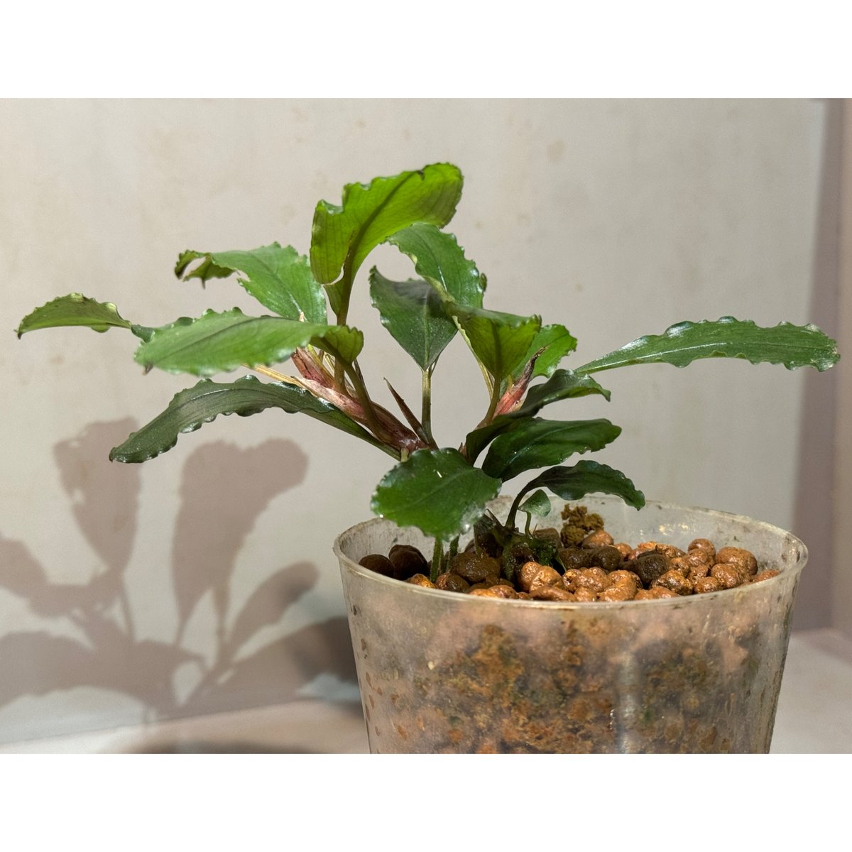 2芽Lサイズ) Bucephalandra sp. from Batu Jato Kpg P