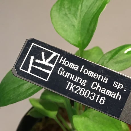 Homalomena sp. Gunung Chamah [TK260316] タグ付き