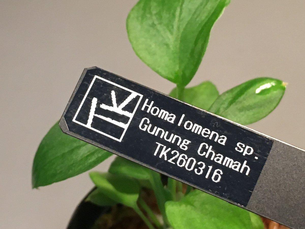 Homalomena sp. Gunung Chamah [TK260316] タグ付き |