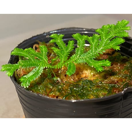 Selaginella biformis [STRINGE PLANTS]