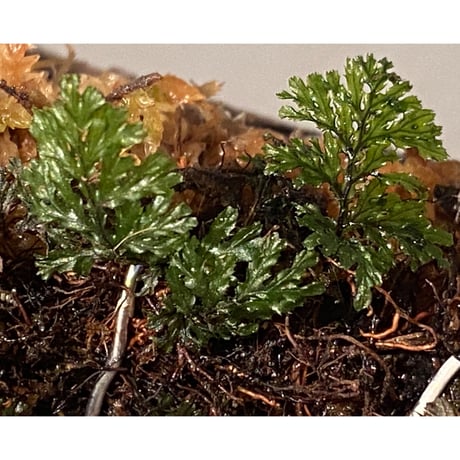 Hymenophyllum sp. from Ko Mak Thailand ④