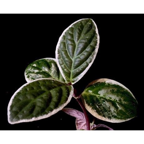 Cosmianthemum bullatum [LA0515-02]