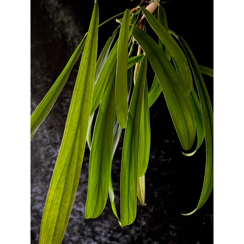 Homalomena anthurioides from 