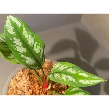 Homalomena sp. from Riau sumatera [LA1119-02]