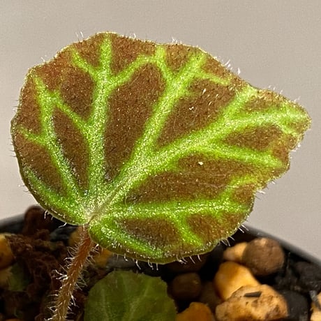 Begonia sp . from Sumpur [TK031117]