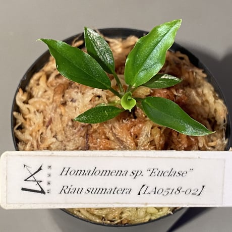 Homalomena sp. "Euclase" from Riau sumatera [LA0518-02]