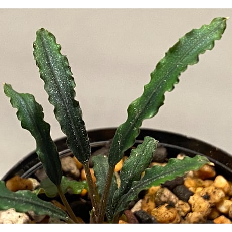 Bucephalandra sp. "Mangat" [MF0417-2A]