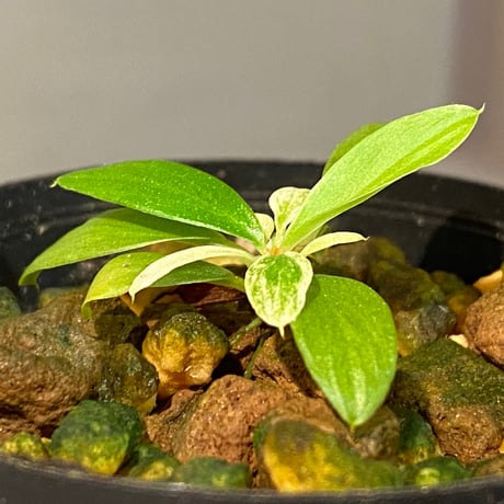 Homalomena sp. [LA0317-z-r]