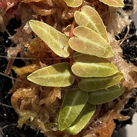 Marcgravia umbellata [Equaflor-A]