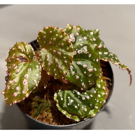 Begonia sp. from Muara Wahau [TB]