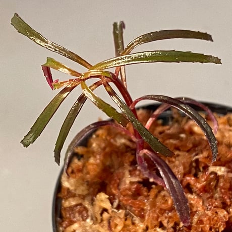 Sonerila linearis from Kedah Malaysia [LA0717-02]