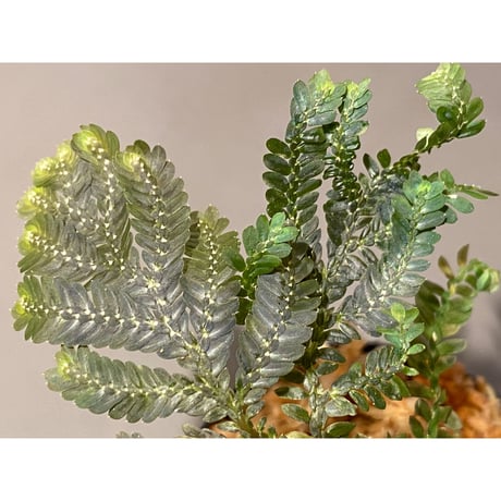Selaginella picta