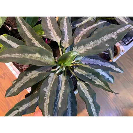 Aglaonema pictum from Aceh Sumatra [T-010519-b-2]