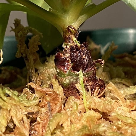 Homalomena sp. from West Kalimantan
