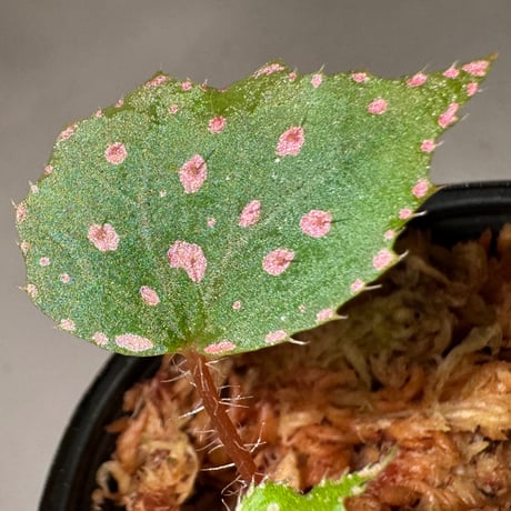 Begonia sp. "Muara Wahau" Kutai timur Kalimantan timur [TB]