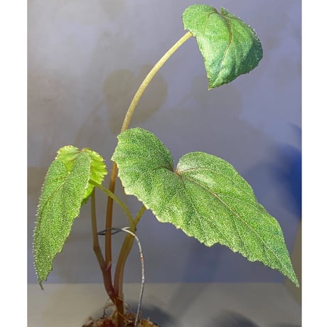 Begonia sp. from Ha Noi [TK140617]