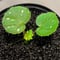 Begonia sp. from Rahad Datu [TK081116-1]