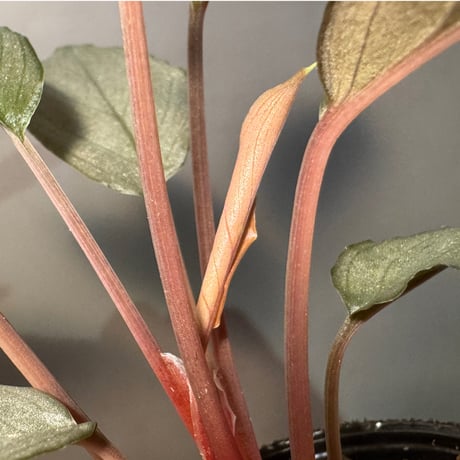 Homalomena sp. "Pink Velvet Long Leaf" from Kepulauan Riau