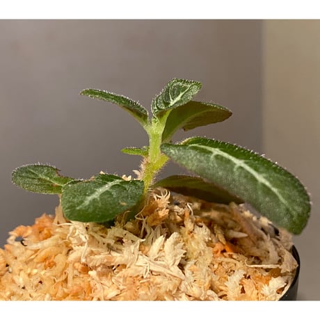 Codonoboea cf. pumilla from Riau sumatera [LA1119-02]