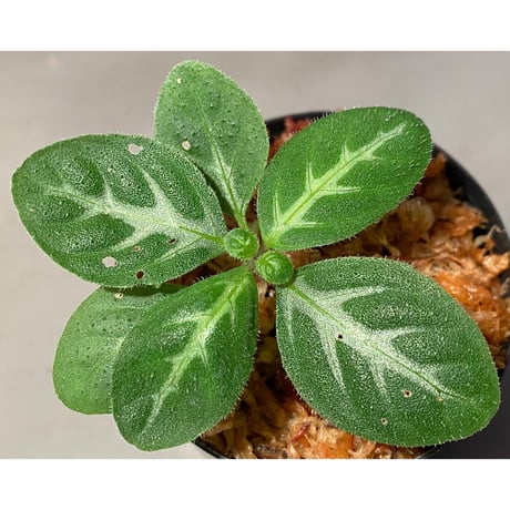 Gymnostachyum sp. f1 from Sumatera Barat [LA0414-01]