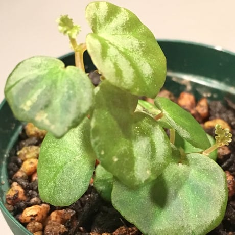 Begonia sp. from Sarawak