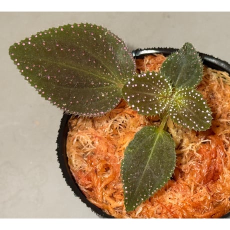 ソネリラ | STORES