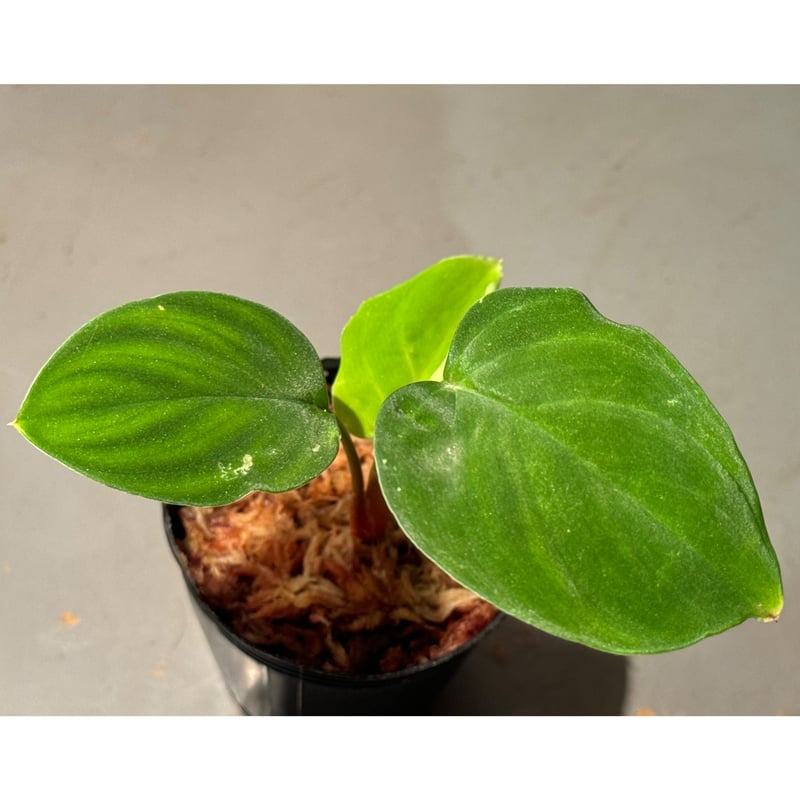 正規タグ付き　Homalomena sp. \" 紅明 \" Homalomena sp. from Riau sumatera [LA0815-01] |