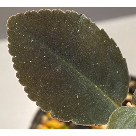 Ardisia sp. from Riau sumatera