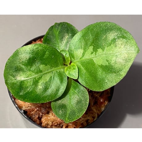 Gymnostachyum sp. from Aceh sumatera [LA1116-02]