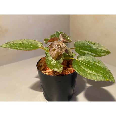 Phyllagathis sp. from Cao Bang Viet Nam [R1217-02]